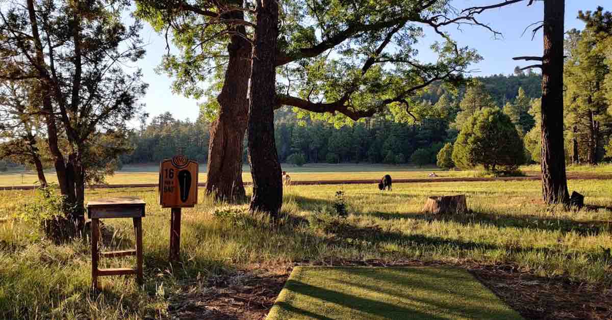 A turf disc golf tee pad under a tree with a view of a field beyond