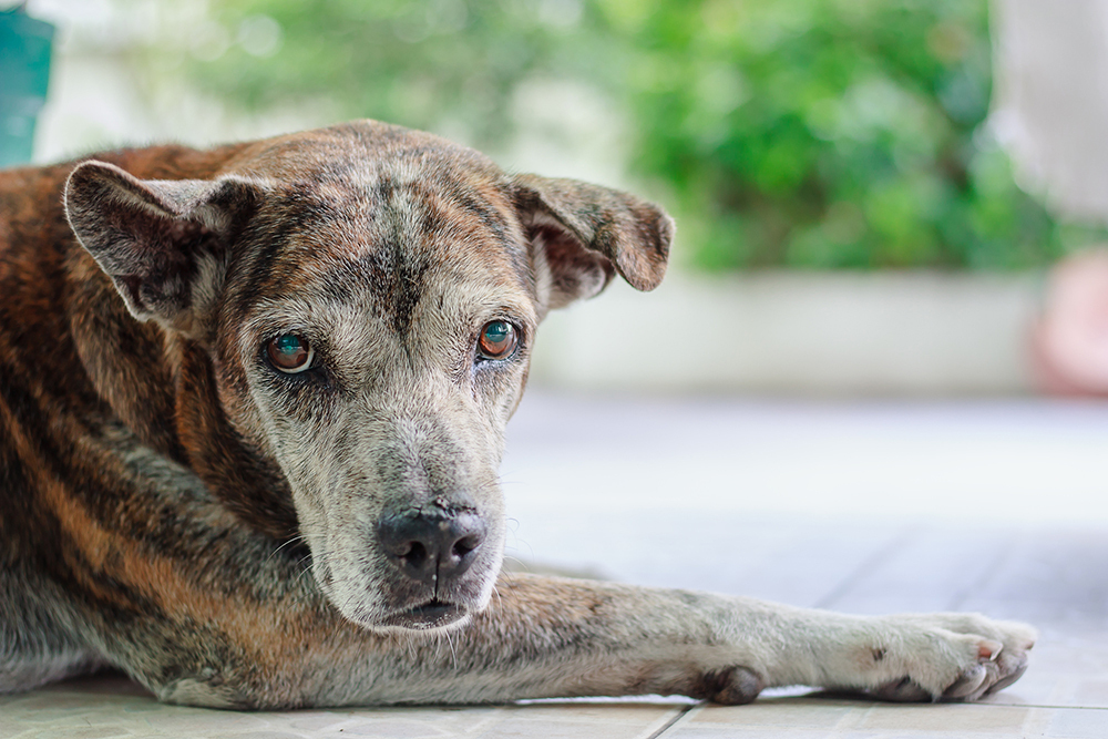 Dog losing hair hot sale around eyes treatment