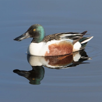 Alabama Birds Northern Shoveler