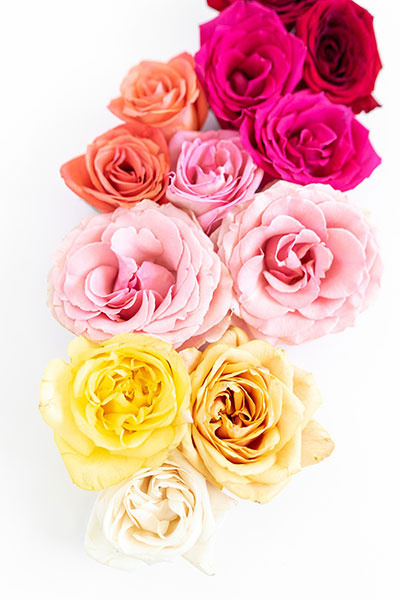 Flatlay of Colorful Roses