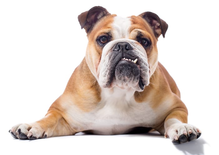 English Bulldogs with Skin Allergies NomNomNow