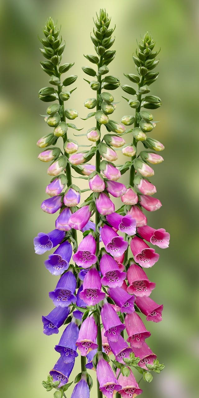 Purple Larkspur Flowers