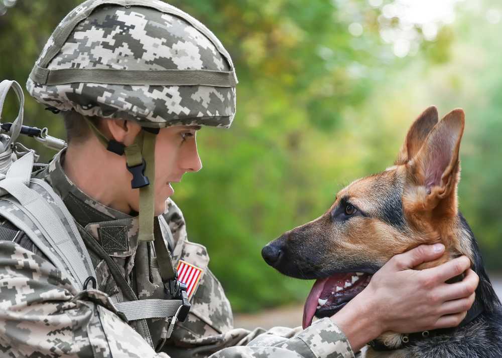 A soldier holds the face of a German Shepherd dog