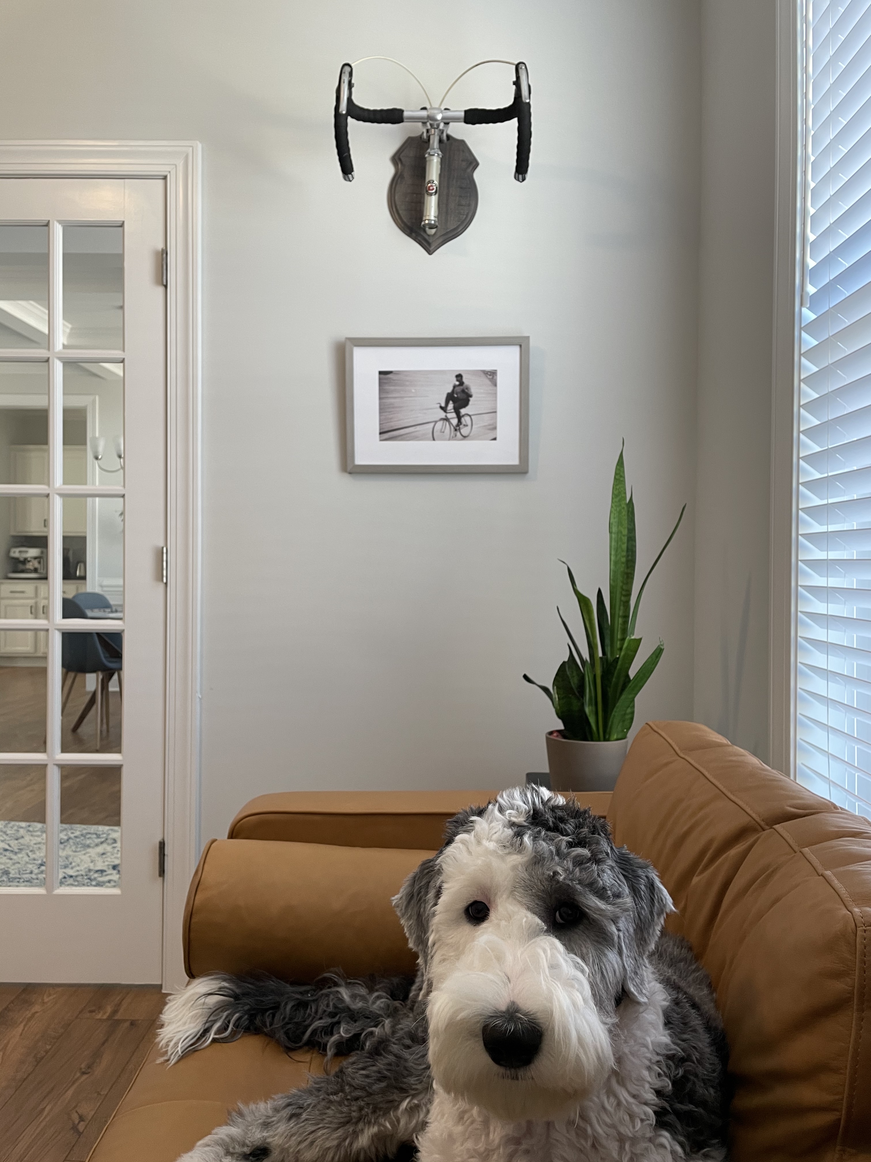 dog on couch with silver frame on wall