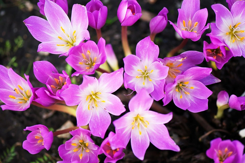 autumn crocus