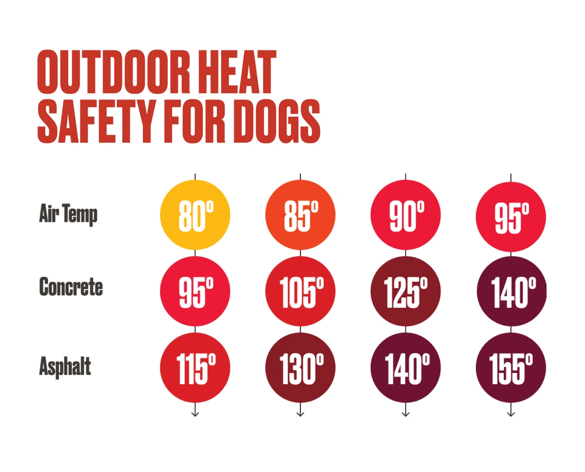 Outdoor Heat Safety Air Concrete Temps for Dogs