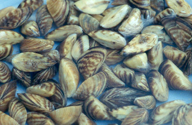 zebra-mussels.jpg