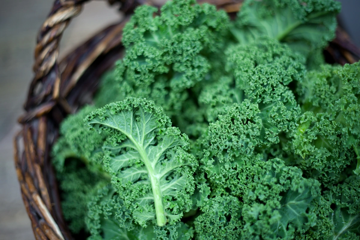 A bunch of fresh kale