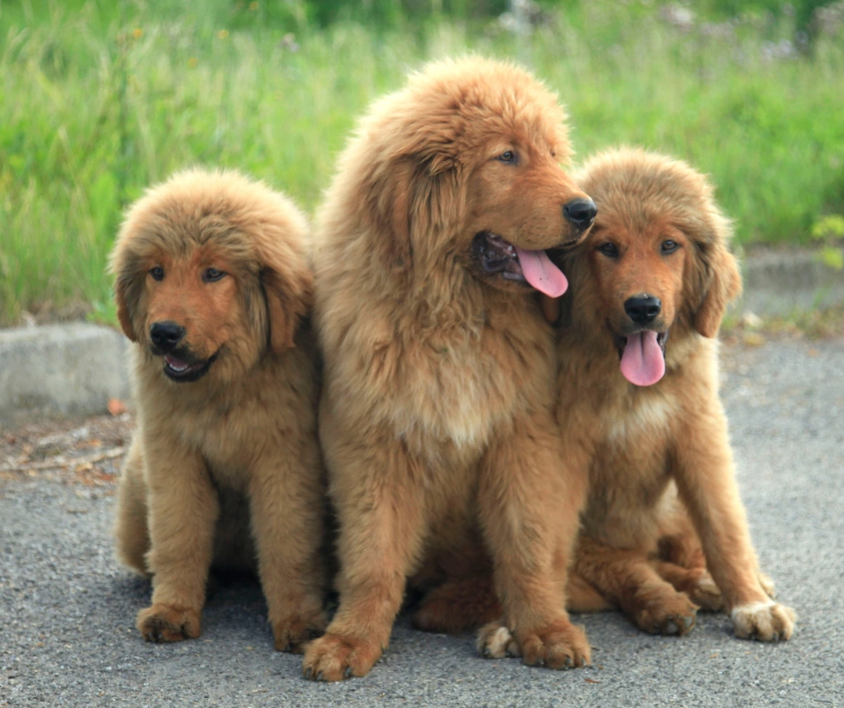 3 Tibetan Mastiff puppies sitting with a smile on their faces and pink tongues out