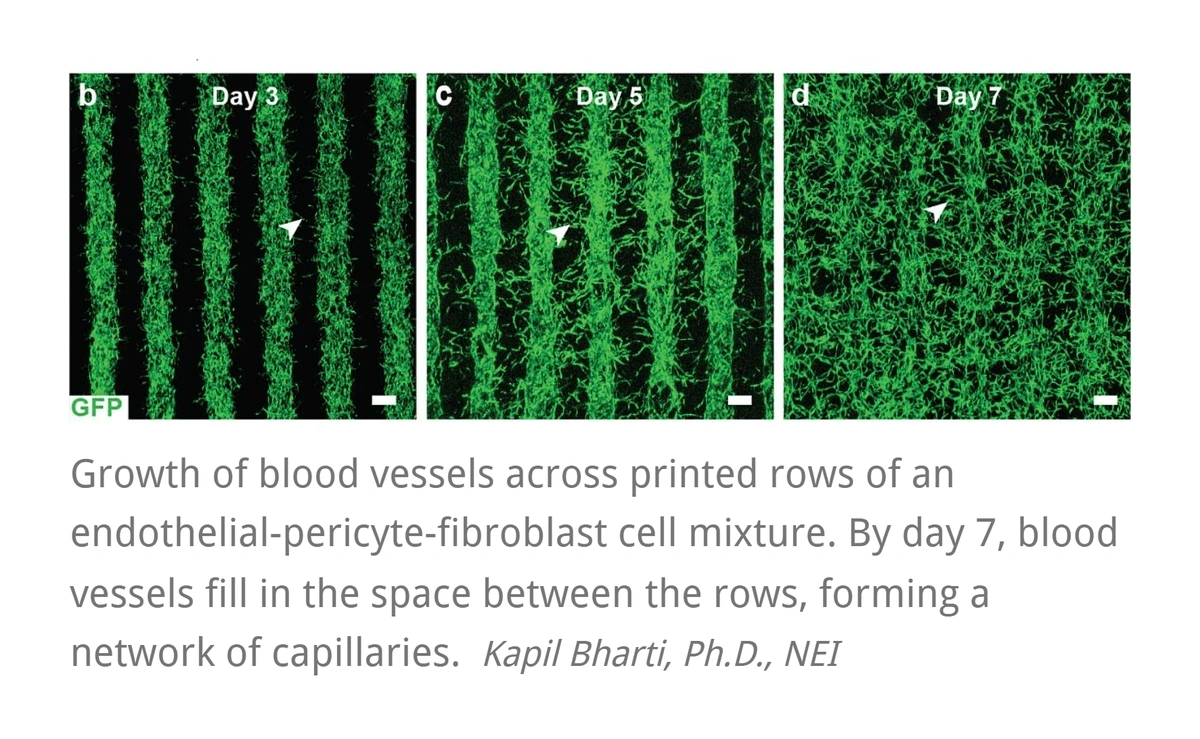 bioprinting-create-eye-tissue-min.webp