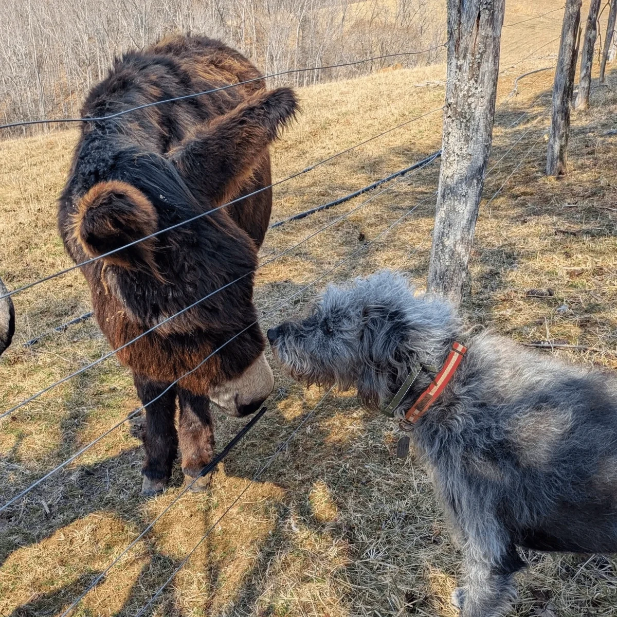A donkey and a dog touch noses through a fence on Lauren Lovejoy's farm.