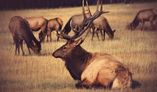 Outly - Journal: The Beneficial Effects of Hunting on Animal Population  Control