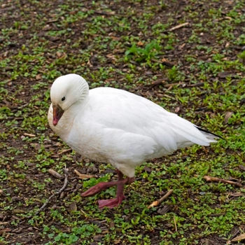 Alabama Birds Ross's Goose