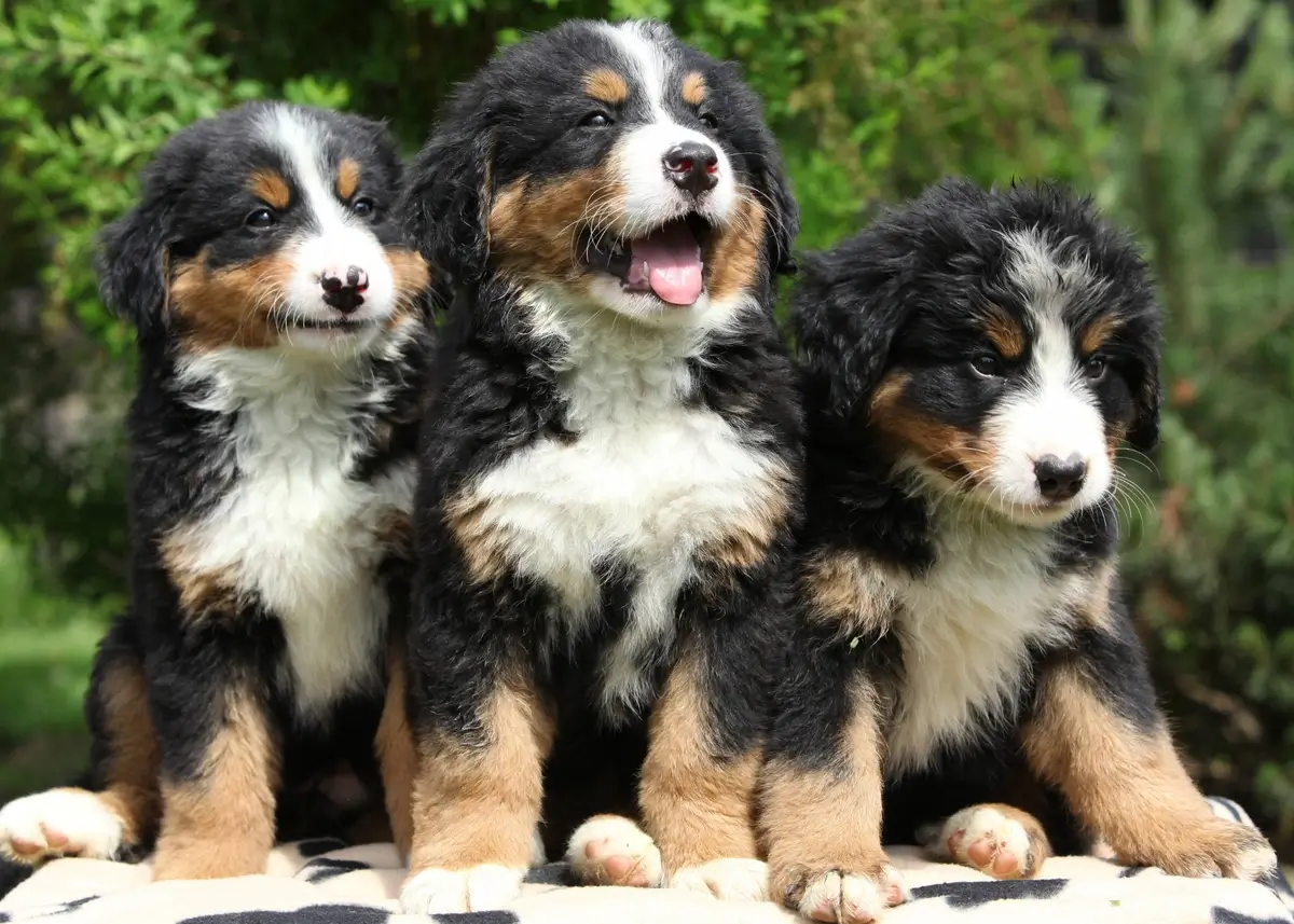3 Bernese Mountain Dog puppies sit smiling