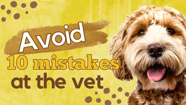 avoid 10 mistakes at the vet