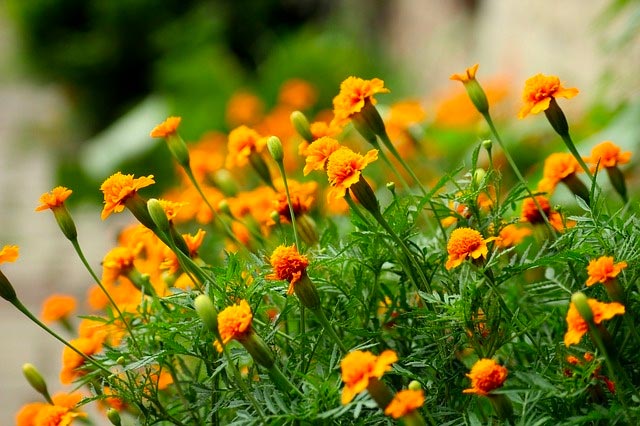 Birth Flowers for October