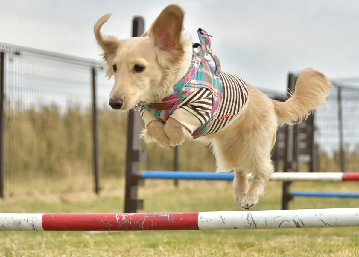 A dog with clothes on leaps over a pole in an agility course