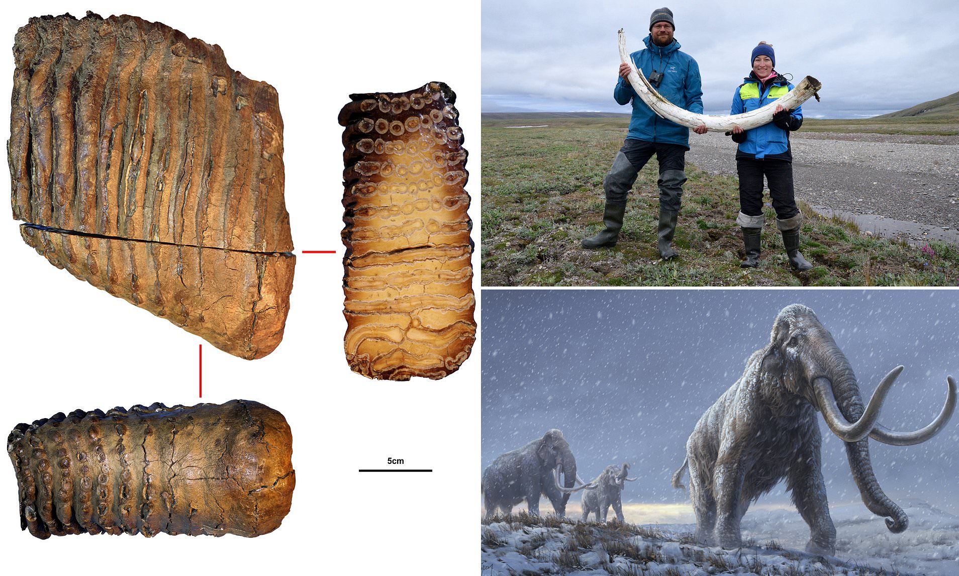 Most ancient DNA Sample Mammoth tooth