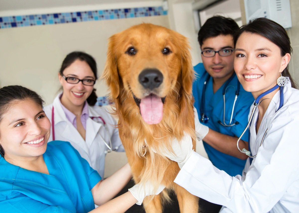 4 veterinarian staff surround a smiling golden retriever