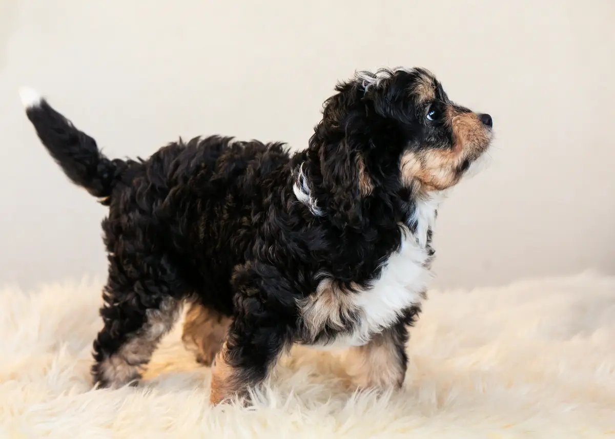 The Ultimate Mini Bernedoodle Puppy Ownership Guide