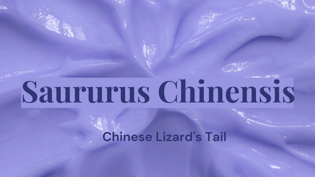Saururus Chinensis in text to represent a skin care ingredient in wrinkle creams