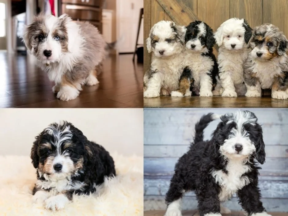 Four Bernedoodle puppies showing coat color variations including merle, tricolor, and black and white tuxedo patterns