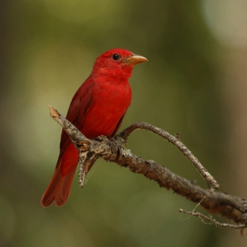 Alabama Birds Summer Tanager