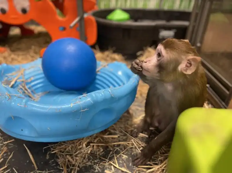 Alloy searches through his straw foraging substrate for snacks.