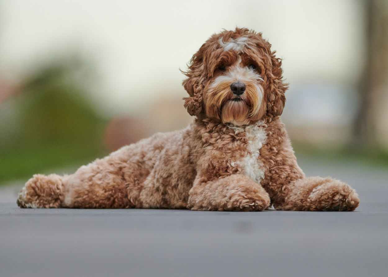 A tan and white Labradoodle rests lying down with its back legs splayed out