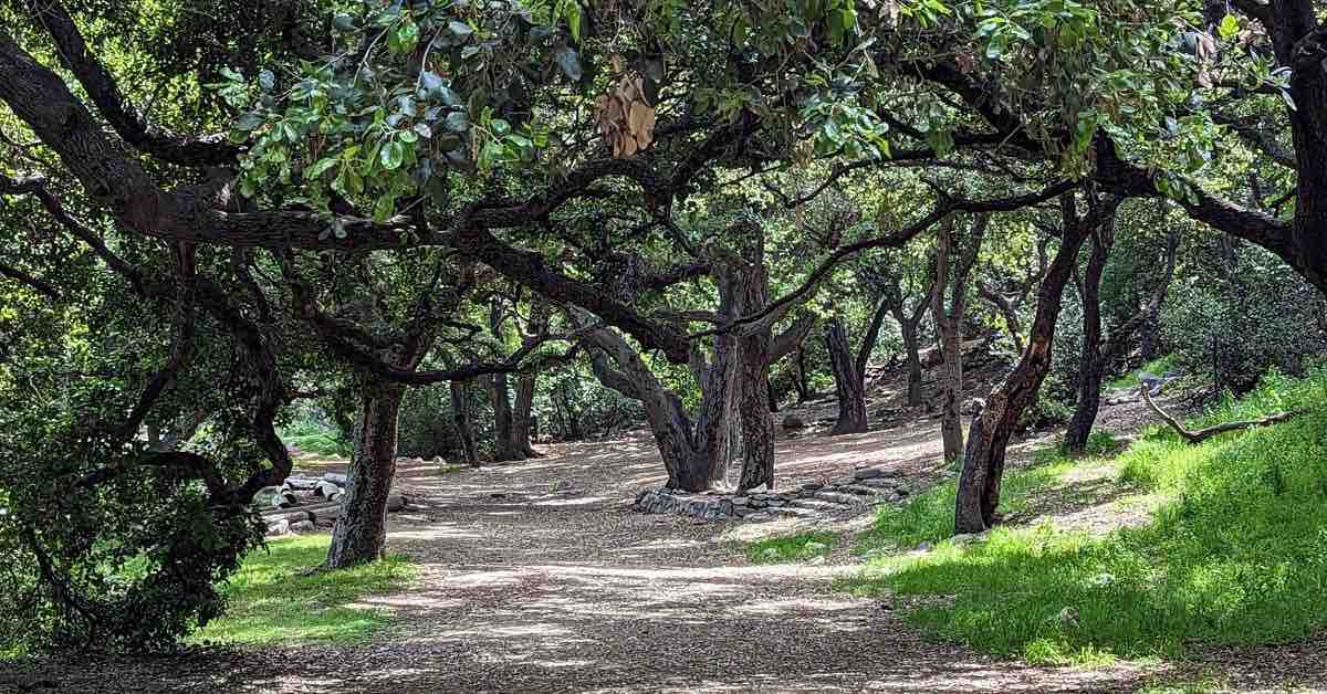 A disc golf fairway of hardpan under many live oaks