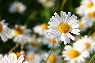 White Daisy