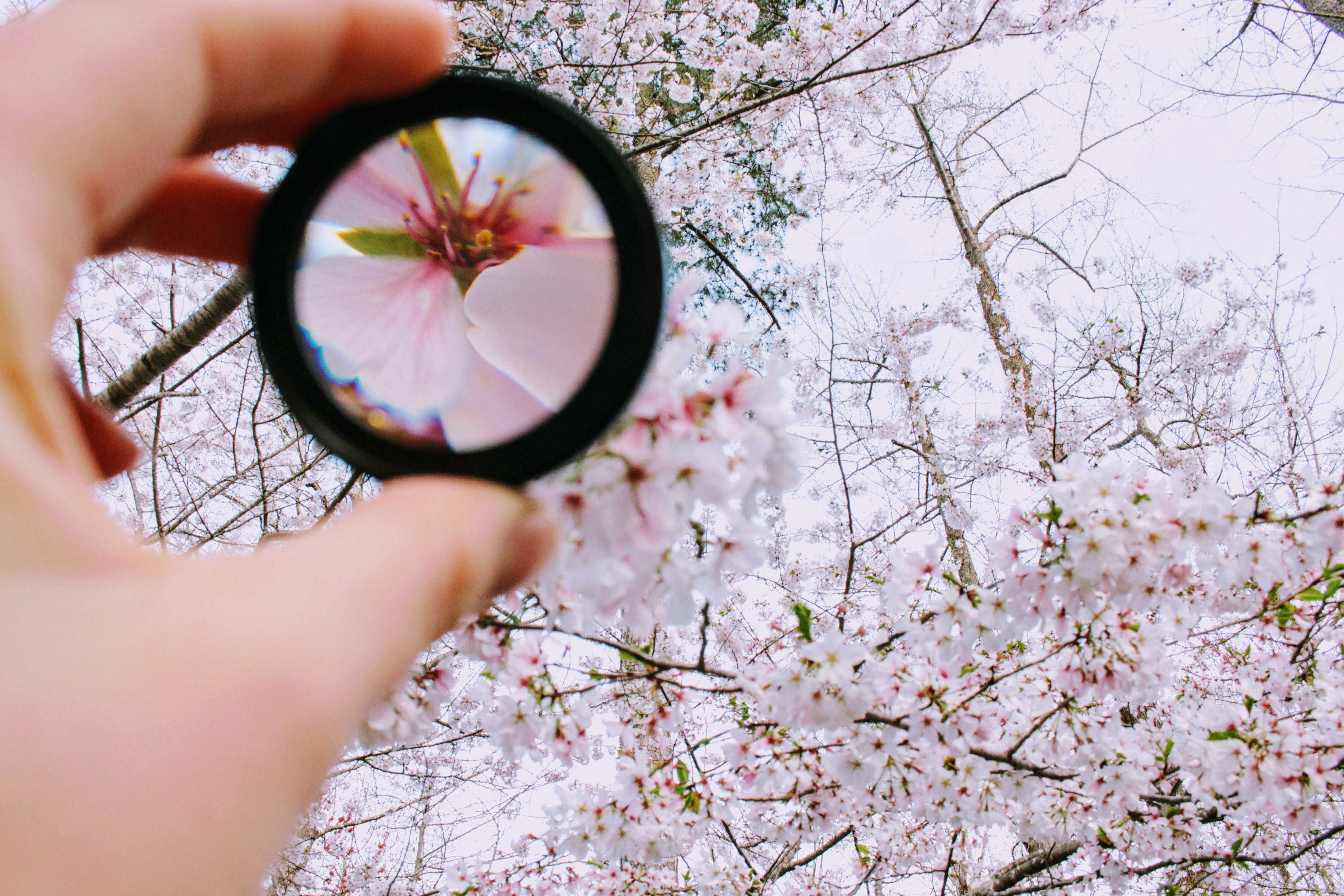 Lens focused on flowers