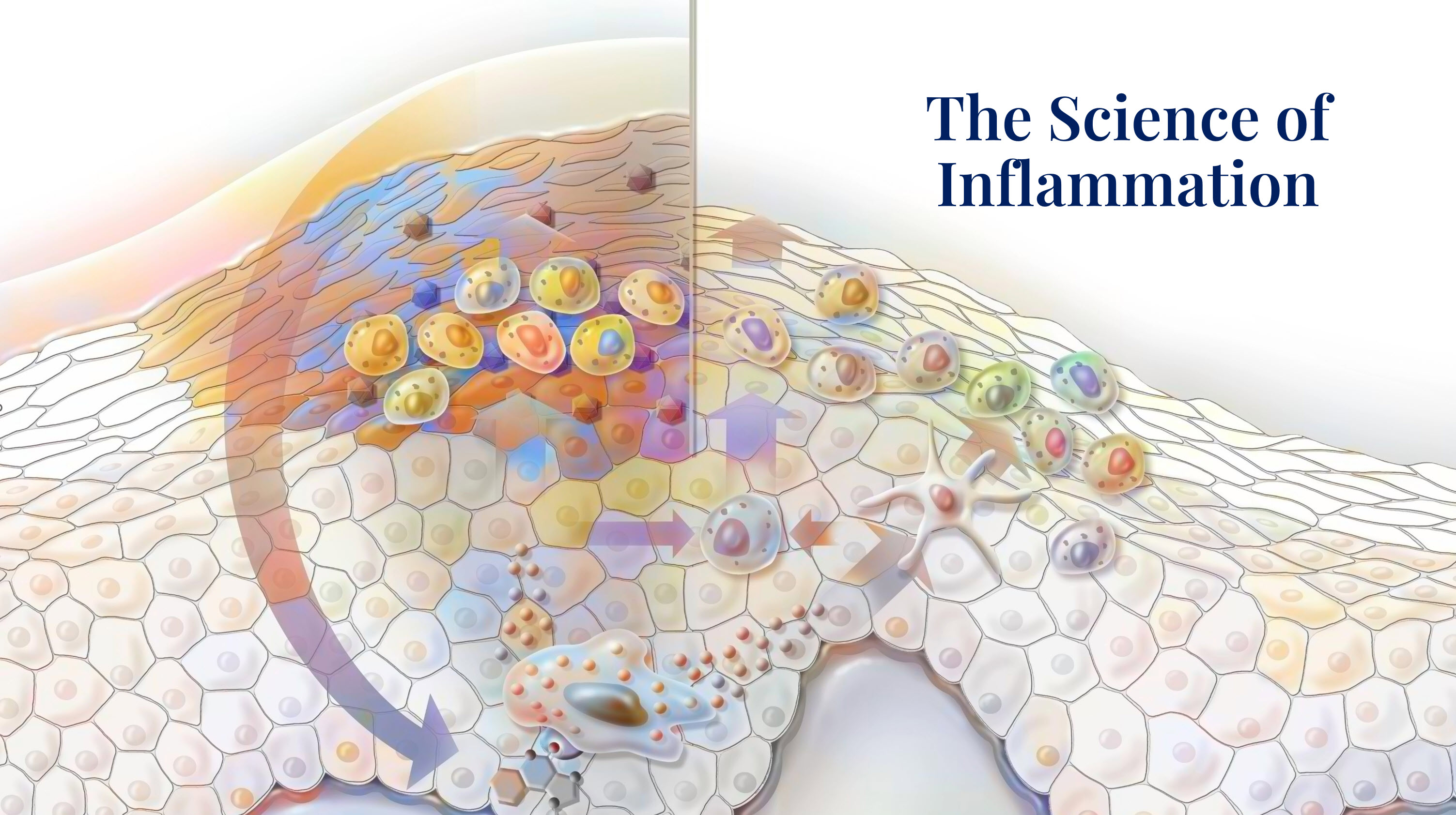 The Science of Skin Inflammation