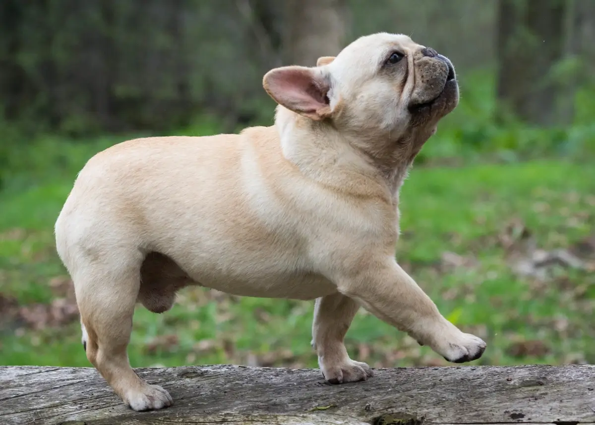 cutefrenchie (1).webp