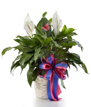 Keeping the Peace! Here's How to Care for Your Peace Lilies