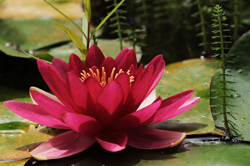 Dark Pink Lily