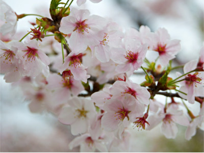 Himeji castle flowers