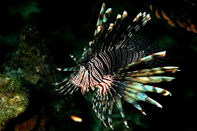 640px-Caribbean_Lionfish__(5196890495).jpg