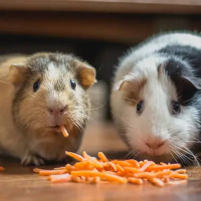 Gerbil's eating snacks.