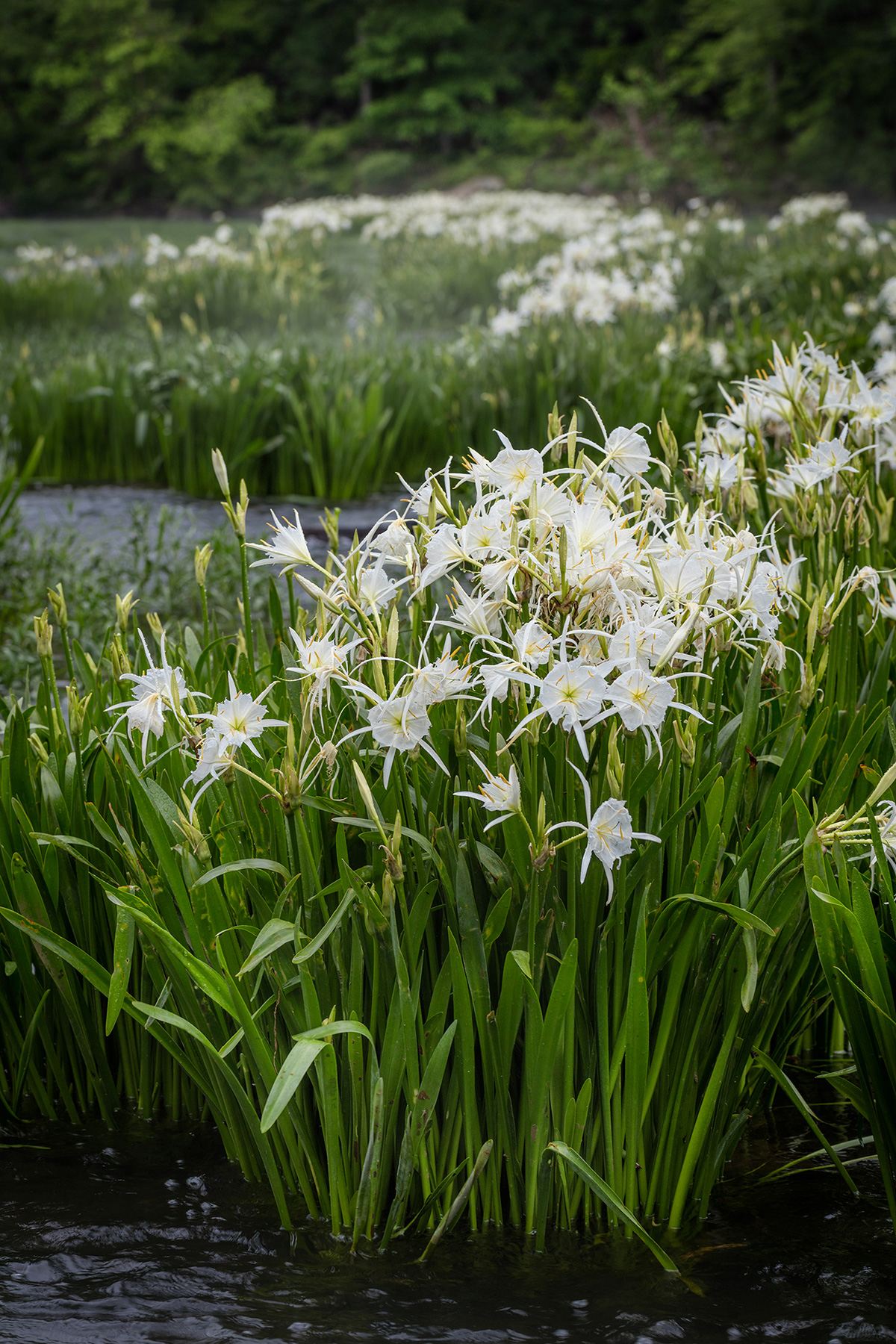 Cahaba lilies in bloom