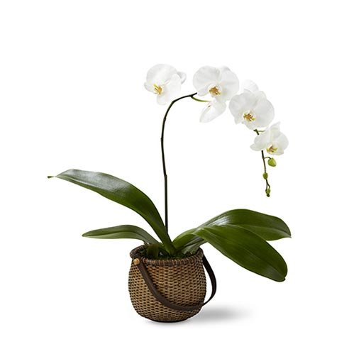 Should you send breakup flowers with white orchid plant