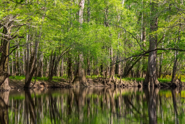 Congaree Swamp Lake