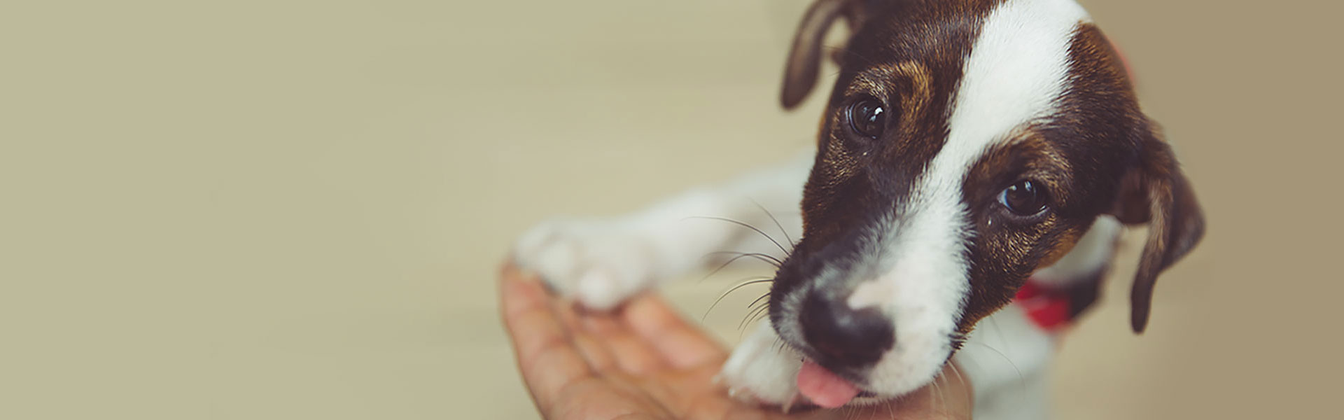Crowdfunding & Charity Solutions for Your Pets' Health 