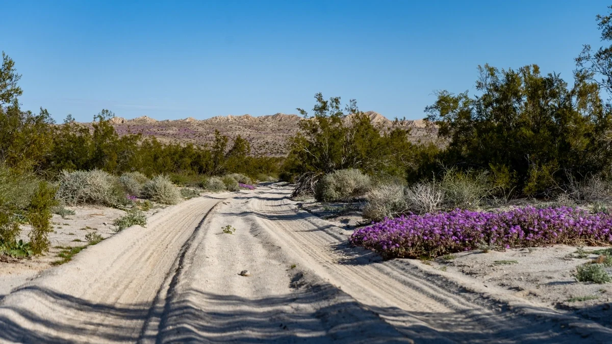 How To: Predicting a Desert Super Bloom Blog Photo