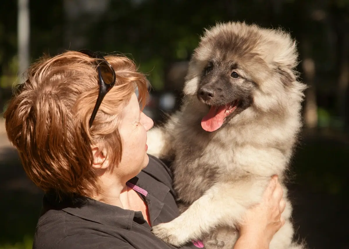 A person holds a fluffy brown older puppy