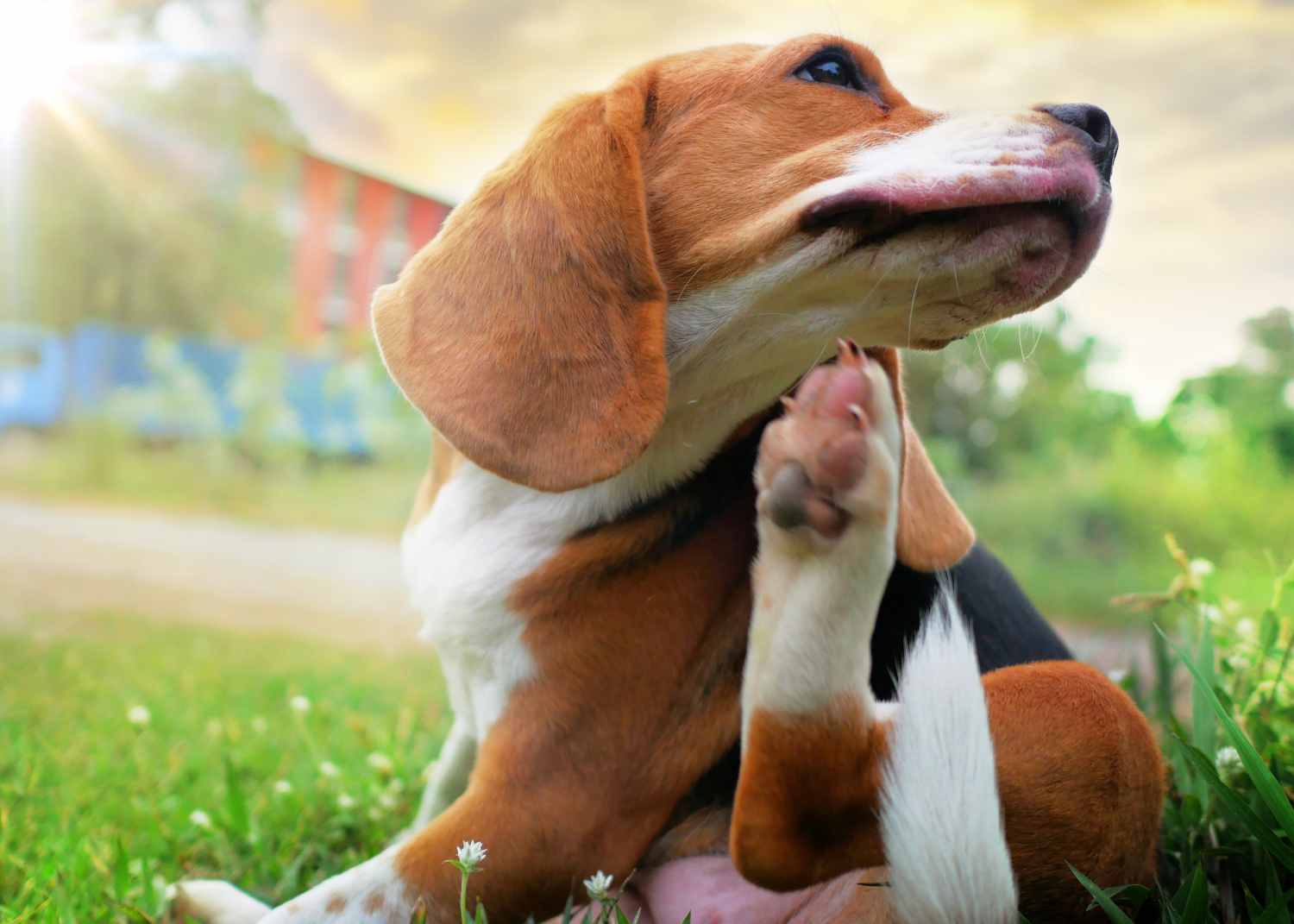 A Beagle scratches his chin with his paw