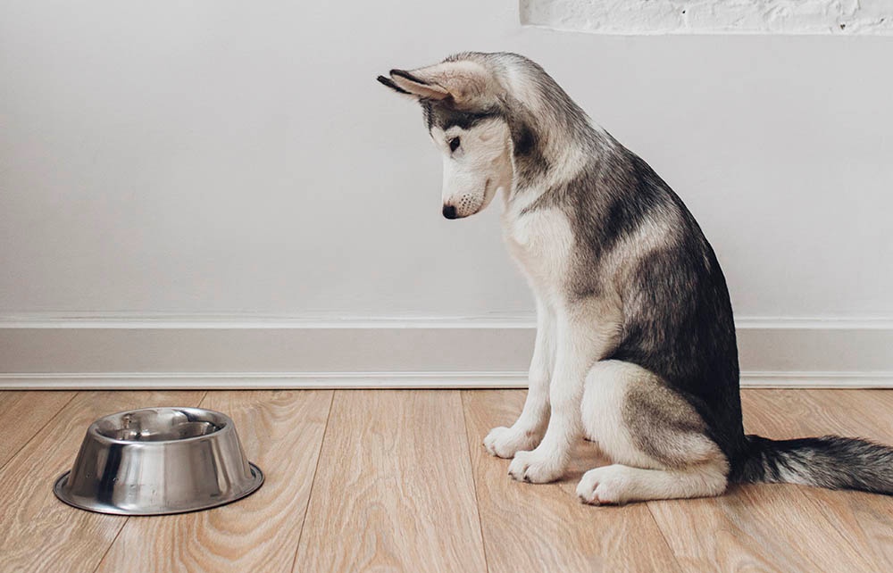 Cara alami mengobati sakit perut pada anjing: Puasa