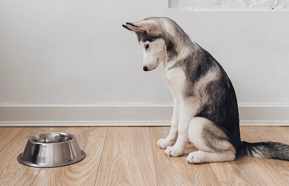 Why Isn&#39;t My Dog Eating? - Nom Nom