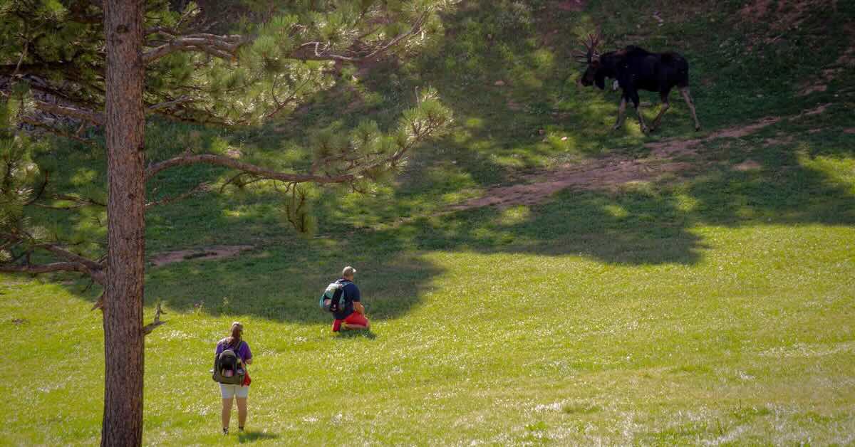 a moose walks across an open area as two people watch