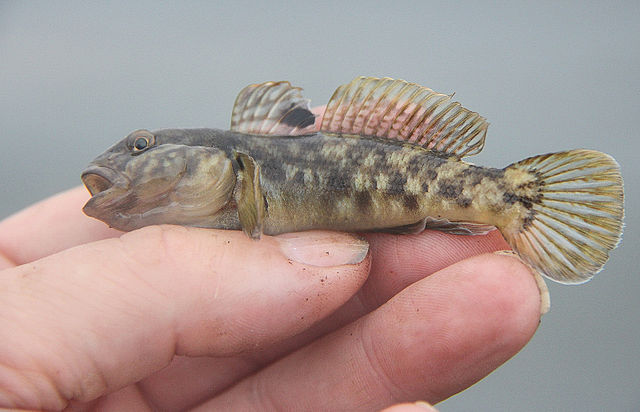 Round_goby_Wikimedia.jpg